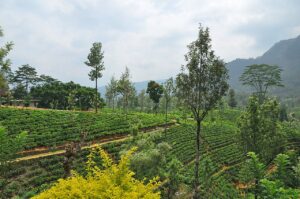 booking Kerala tours