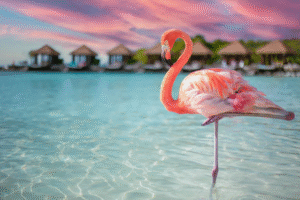 aruba-photographers