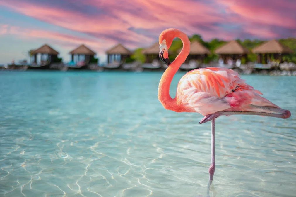 aruba-photographers