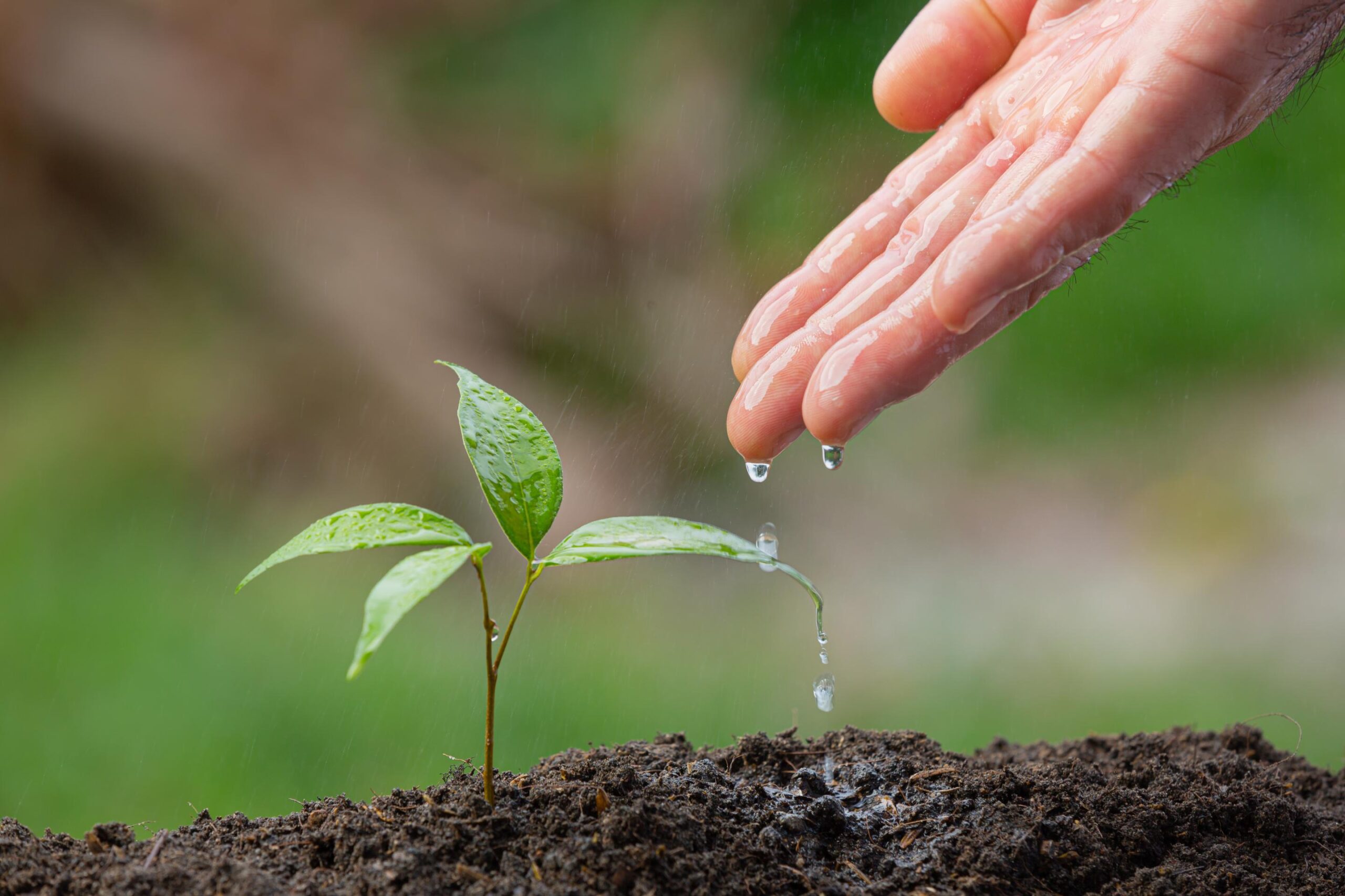 organic fertilizer companies in uae