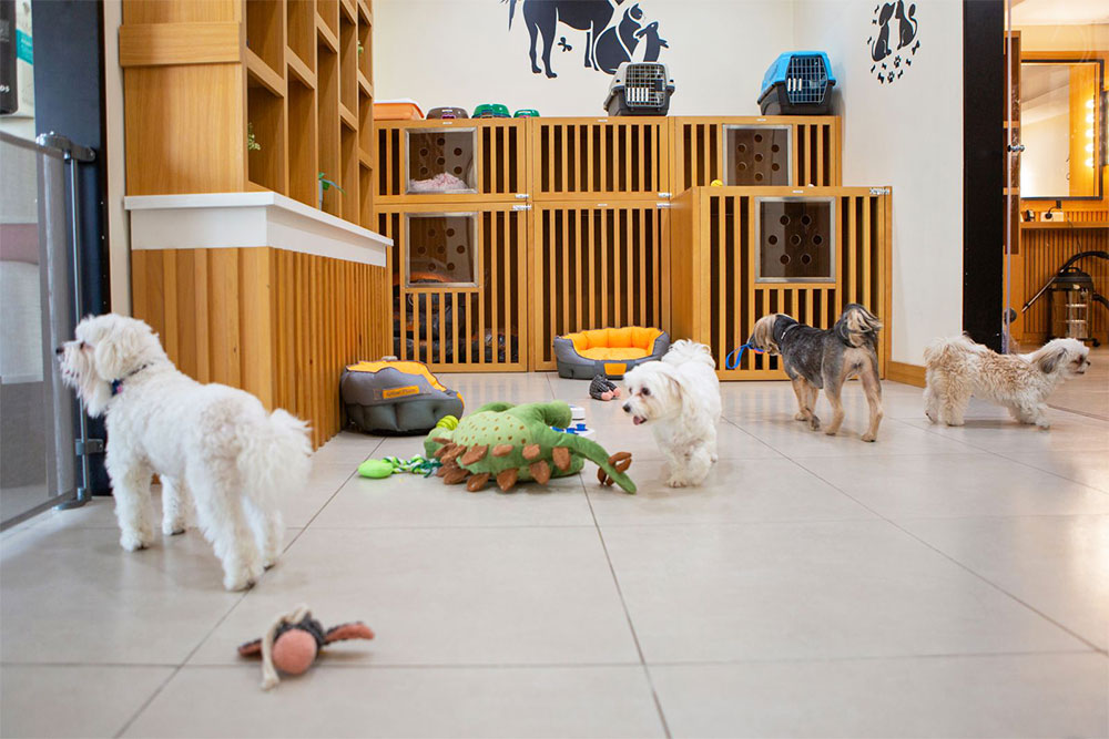 Pet Day Care