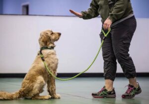 private training for dogs