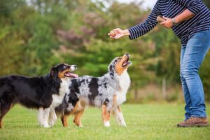 Dog Trainers