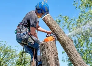 Tree Cutting Service Manhattan