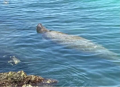 casey key florida rentals