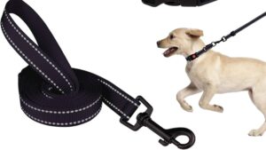 dog collar and leash set