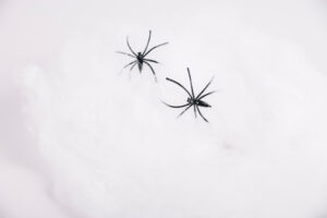 snow bugs