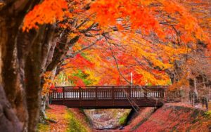 Autumn Colors in Japan