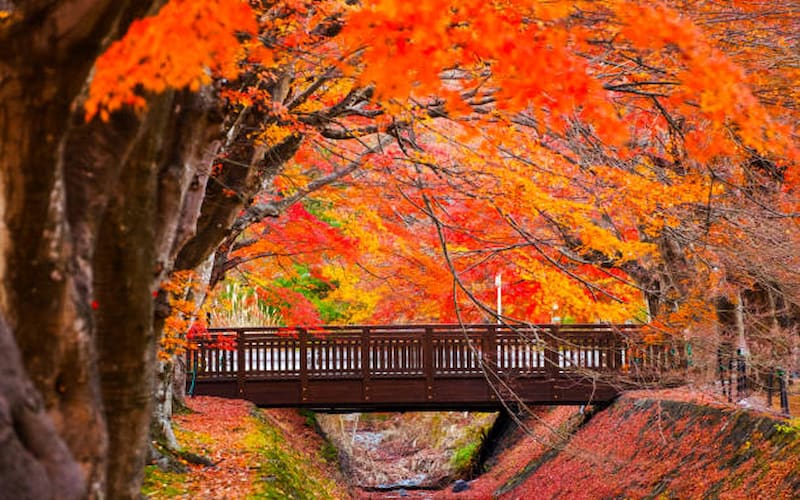 Autumn Colors in Japan
