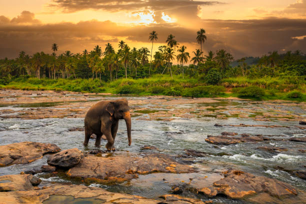 Sri Lanka’s National Parks